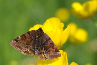 <i>Euclidia glyphica</i>