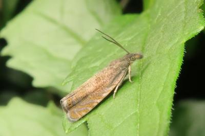 <i>Dichrorampha</i>