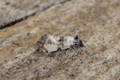 <i>Cochylis atricapitana</i>