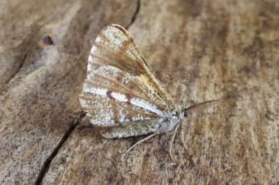 <i>Bupalus piniaria</i>