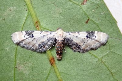 <i>Eupithecia centaureata</i>