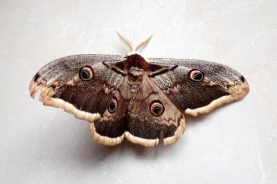 <i>Saturnia pyri</i>