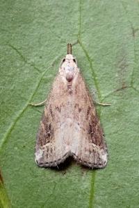 <i>Schrankia costaestrigalis</i>