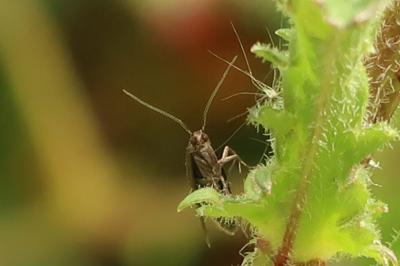 <i>Coleophora lutarea</i>