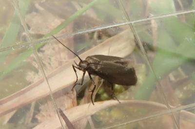<i>Coleophora lutarea</i>