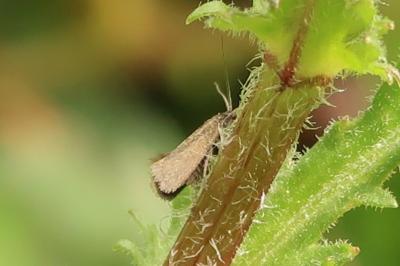<i>Coleophora lutarea</i>