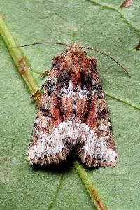 <i>Oligia versicolor</i>