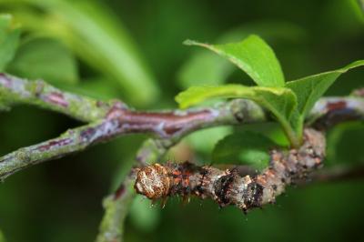 <i>Phigalia pilosaria</i>