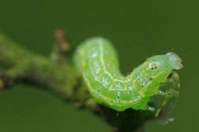 <i>Cosmia trapezina</i>