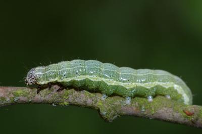 <i>Orthosia cruda</i>
