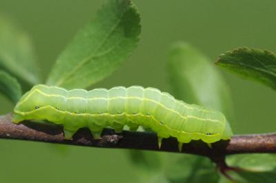 <i>Asteroscopus sphinx</i>