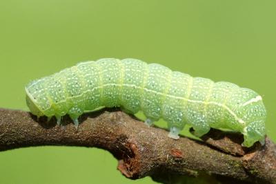 <i>Orthosia cerasi</i>