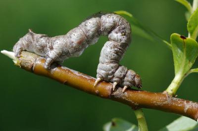 <i>Colotois pennaria</i>