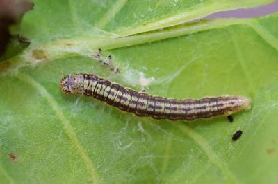 <i>Acrobasis</i>