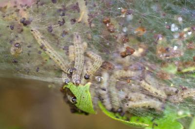 <i>Yponomeuta padella</i>
