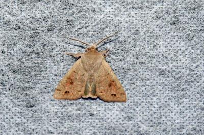 <i>Anorthoa munda</i>
