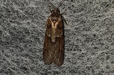 <i>Tortricodes alternella</i>