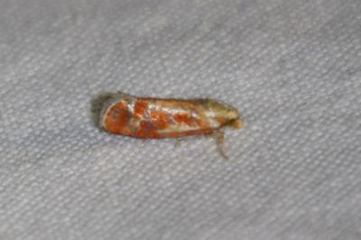 <i>Rhyacionia buoliana</i>