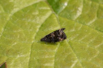 <i>Endothenia ustulana</i>