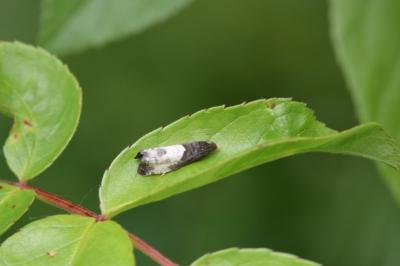 <i>Notocelia cynosbatella</i>