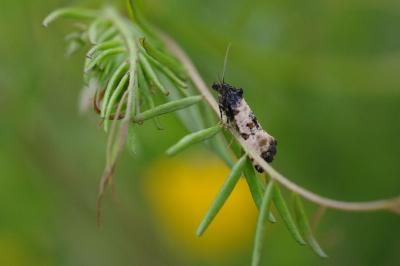 <i>Cochylis atricapitana</i>