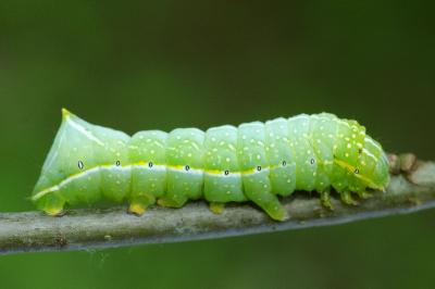 <i>Amphipyra pyramidea</i>