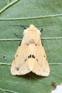 <i>Spilarctia lutea</i>