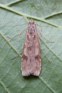 <i>Nomophila noctuella</i>