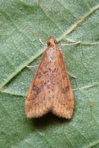<i>Udea ferrugalis</i>