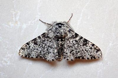 <i>Biston betularia</i>