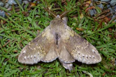 <i>Stauropus fagi</i>
