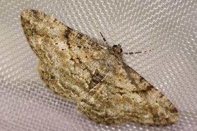 <i>Peribatodes rhomboidaria</i>