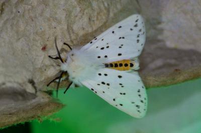 <i>Spilosoma lubricipeda</i>