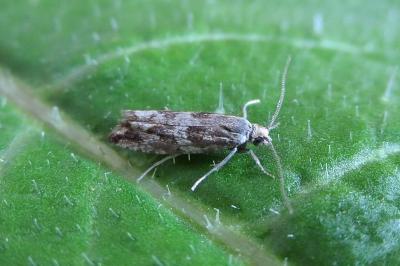 <i>Bactra furfurana</i>