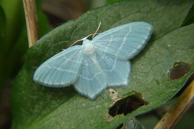 <i>Jodis lactearia</i>