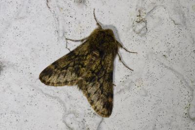 <i>Apocheima hispidaria</i>