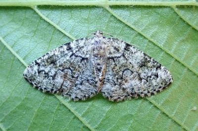 <i>Cleorodes lichenaria</i>