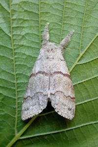 <i>Calliteara pudibunda</i>