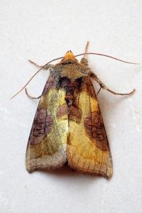 <i>Diachrysia chrysitis/stenochrysis</i>