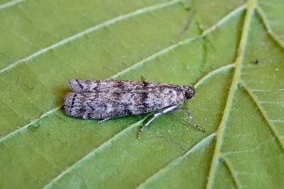 <i>Dioryctria abietella</i>