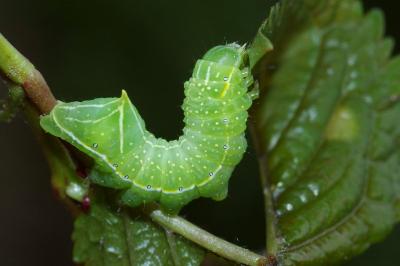 <i>Amphipyra pyramidea</i>