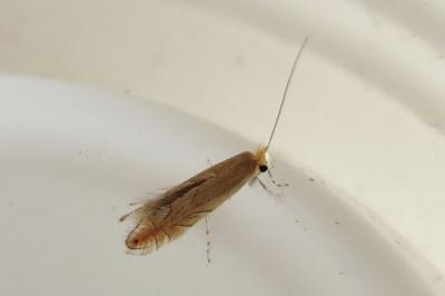 <i>Phyllonorycter messaniella</i>