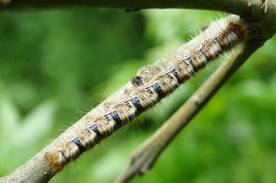 <i>Lasiocampa quercus</i>