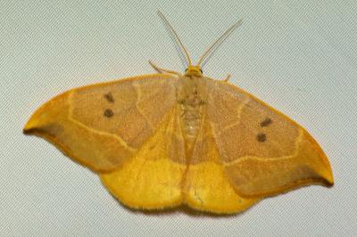 <i>Watsonalla binaria</i>