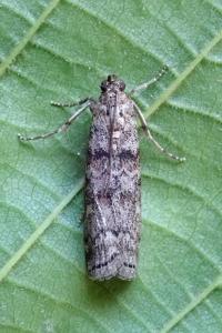 <i>Dioryctria abietella</i>