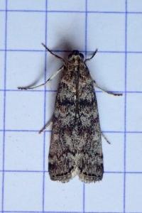<i>Dioryctria abietella</i>