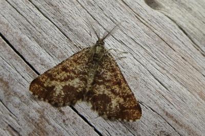 <i>Ematurga atomaria</i>