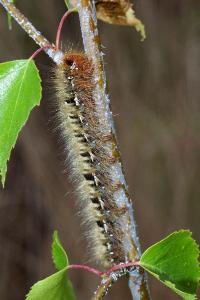 <i>Lasiocampa quercus</i>