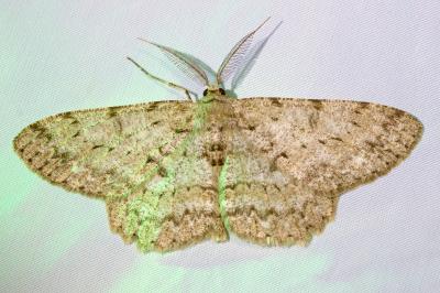 <i>Hypomecis punctinalis</i>