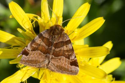 <i>Euclidia glyphica</i>